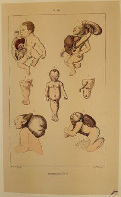 Prenten adlib\P01096.jpg; P01096; ;